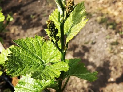 weingut-fries-farm-2