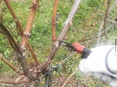 weingut-fries-farm-3