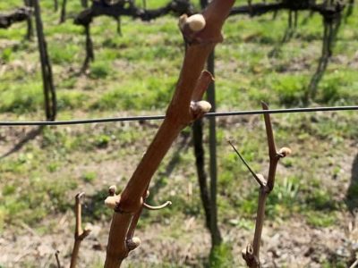 weingut-fries-farm-5